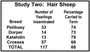 Sheep Artificial Insemination